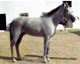 mangalarga marchador stallion